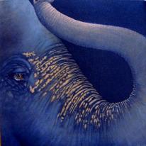 Asian Elephant study