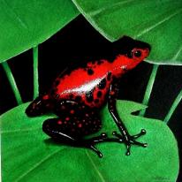 Red spot frog 