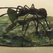 *SOLD* Leaf Cutter Ants
