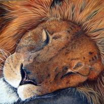 'Sultan' *SOLD* 