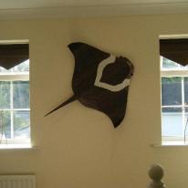 Manta-ray *SOLD*