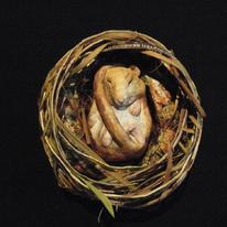 Dormouse in nest *SOLD*