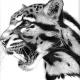 Harry Clouded Leopard…