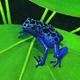 Blue Arboreal Frog 