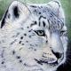 Snow Leopard 