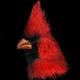 Cardinal 