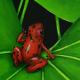 Red Spotted Tree Frog…