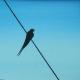 On the wire 