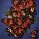 Arizona Monarchs **SOLD**