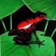 Red spot frog 