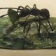 *SOLD* Leaf Cutter Ants