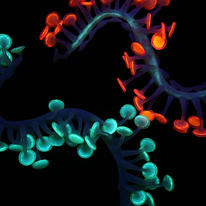 Lumini necklaces- glowing