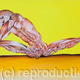 Flayed