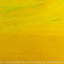 Fields of Yellow