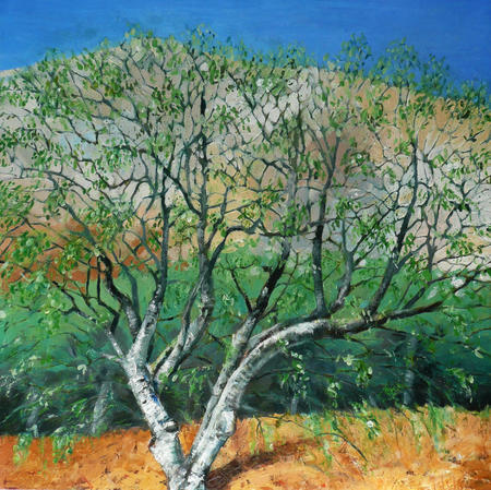 spring tree, Glen Sannox, Arran