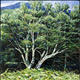 Summer birch, Glen Sannox