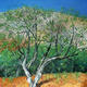 spring tree, Glen Sannox,… | £300 | 51 x 51cm | oil on canvas spring tree, Glen Sannox,…