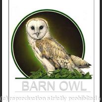 Barn Owl