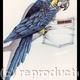 frame_parrot