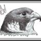 Falcon