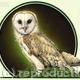 Barn-Owl