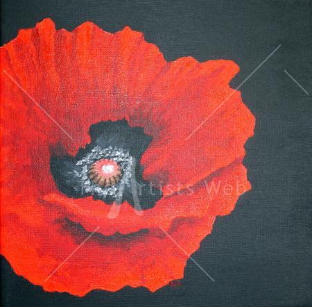 Red Poppy Black Background