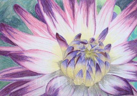 Dahlia - Pastels