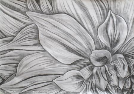Large Graphite Dahlia Drawings