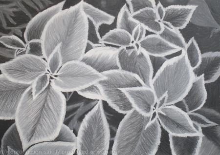 B/W Coleus Plant