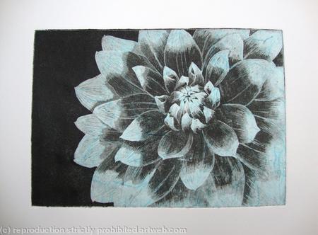 Dahlia1 turq