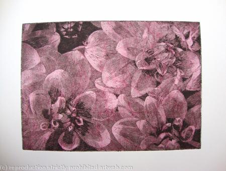 Dahlia 2 pink