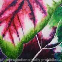 Coleus Plant 5