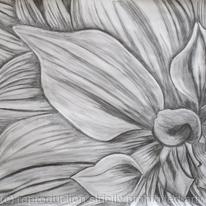 Large Graphite Dahlia Drawings