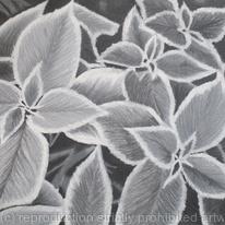 B/W Coleus Plant