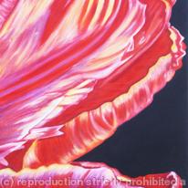 Large Red Tulip 2