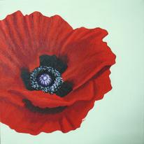 Red Poppy Light Background