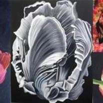 Tulip Compilation