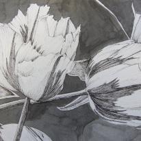Tulipmania 3 - Pen and Ink