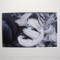 Tulipmania 11 - Print White Mount