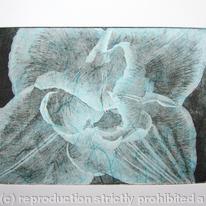 Compostella Tulip Aquatint Etching Turq
