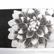 Dahlia1 BW
