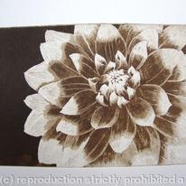 Dahlia1 sepia