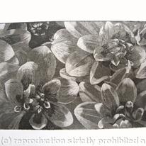 Dahlia 2 B/W