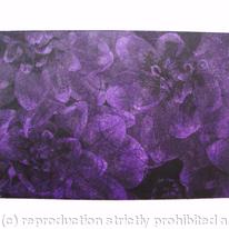 Dahlia 2 lilac