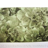 Dahlia 2 lt green