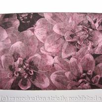Dahlia 2 pink