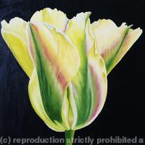 Golden Artist Tulip