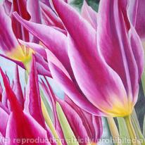 May Time Tulip