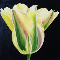 Viridiflora Tulip