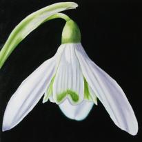 Snowdrop 2